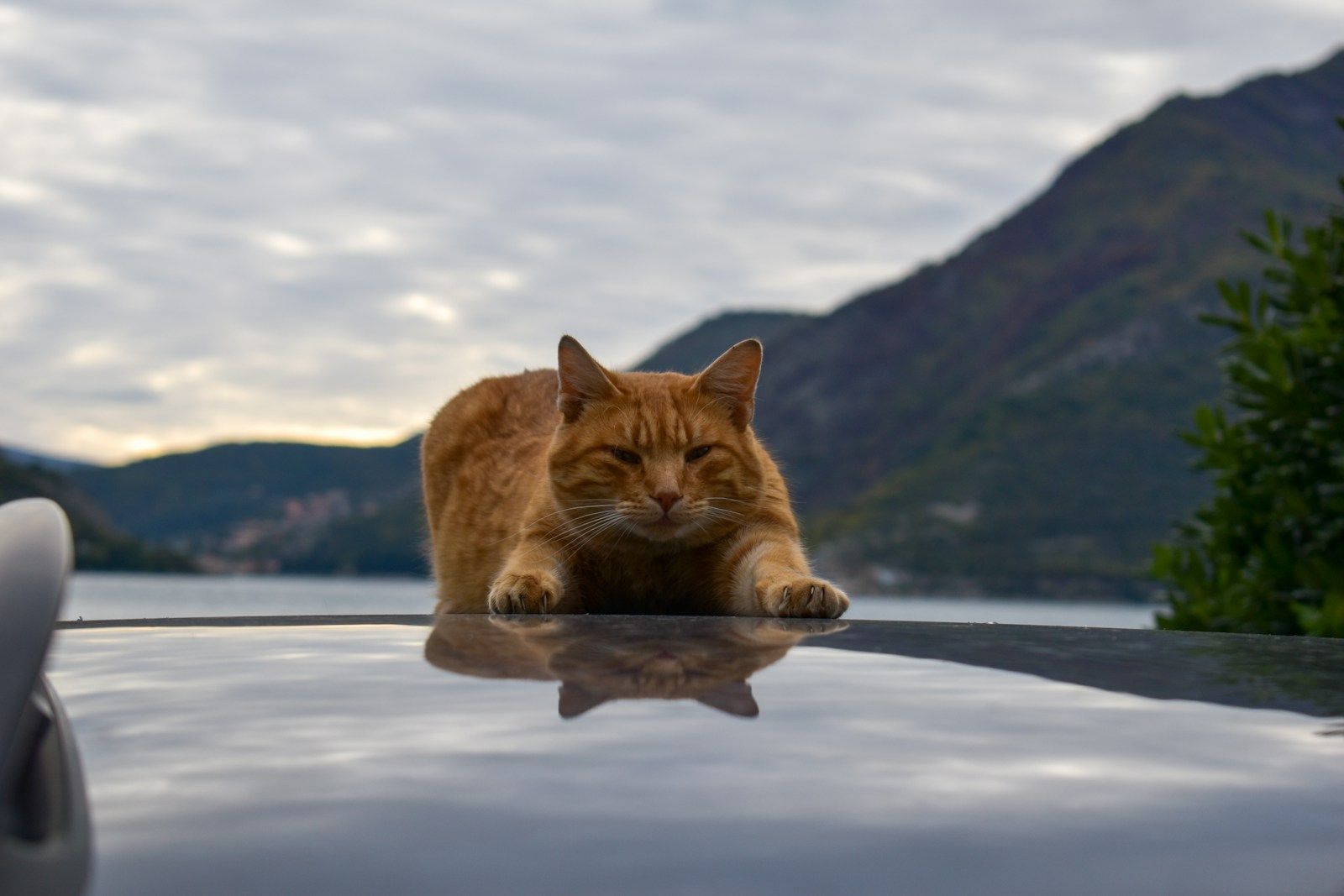 Stretching is important! Even for cats!